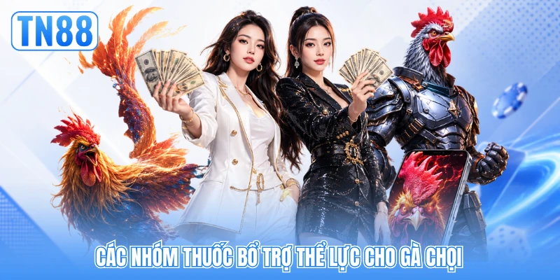 Các nhóm thuốc bổ trợ thể lực cho gà chọi